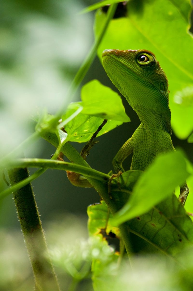 Borneo Jungle